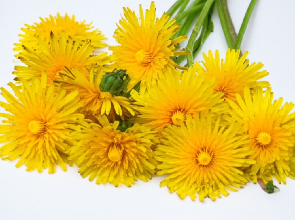 Deep-Fried Dandelions